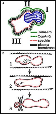 Continuous Change in Membrane and Membrane-Skeleton Organization During Development From Proerythroblast to Senescent Red Blood Cell